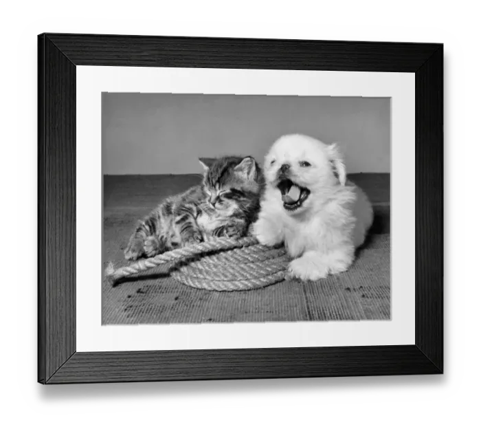 Framed Print : Tabby kitten, small white dog and coil of rope Framed Print : Tabby kitten, small white dog and coil of rope