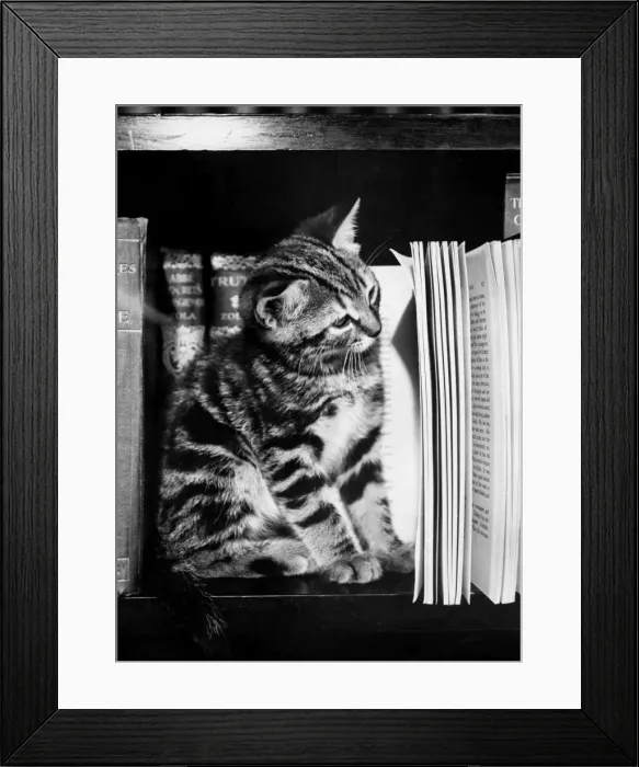Framed Print : Tabby kitten reading a book Framed Print : Tabby kitten reading a book