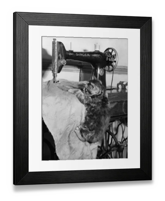 Framed Print : Tabby kitten with Singer sewing machine Framed Print : Tabby kitten with Singer sewing machine