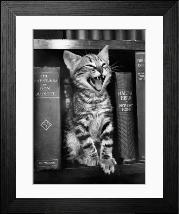 Framed Print : Tabby kitten on a bookshelf Framed Print : Tabby kitten on a bookshelf