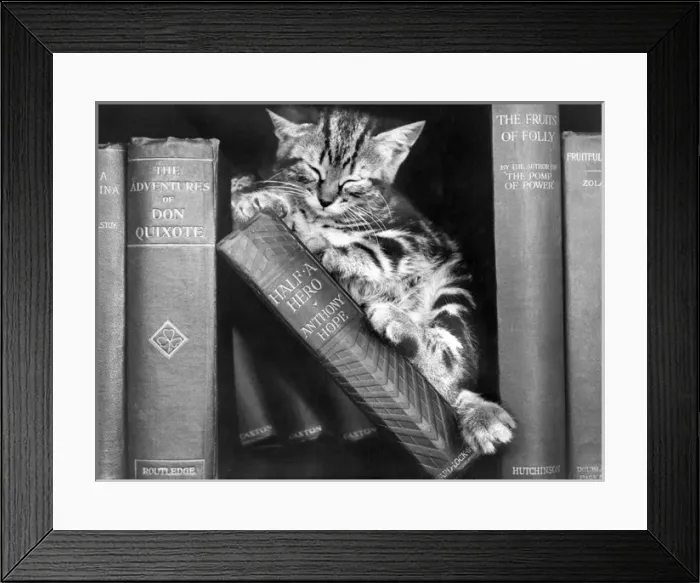 Framed Print : Tabby kitten asleep on a bookshelf Framed Print : Tabby kitten asleep on a bookshelf