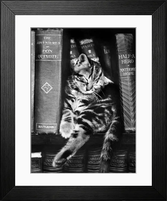 Framed Print : Tabby kitten asleep on a bookshelf Framed Print : Tabby kitten asleep on a bookshelf