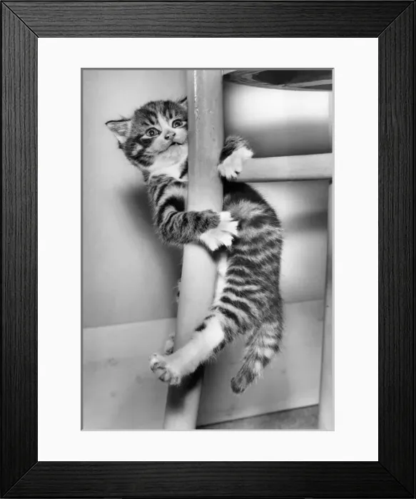 Framed Print : Tabby kitten clinging to a chair Framed Print : Tabby kitten clinging to a chair