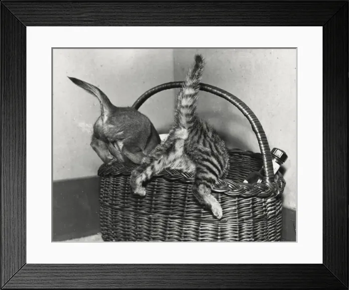 Framed Print : Dog and cat explore a shopping basket Framed Print : Dog and cat explore a shopping basket