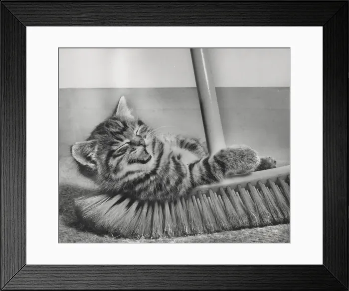 Framed Print : Tabby kitten and sweeping brush Framed Print : Tabby kitten and sweeping brush
