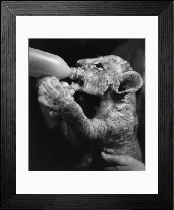 Framed Print : Lion cub drinking from a bottle Framed Print : Lion cub drinking from a bottle