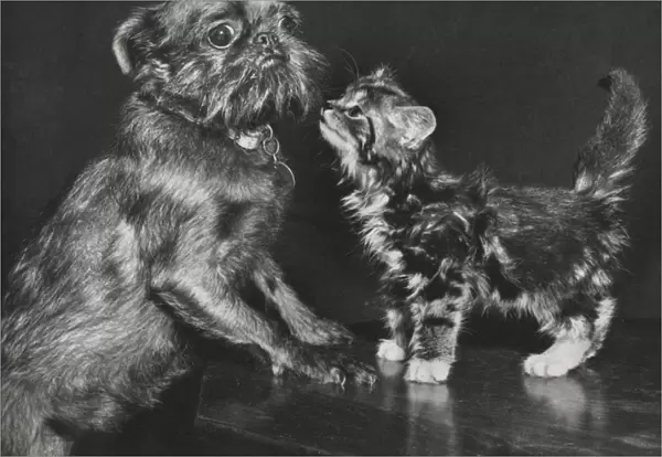 Pekingese dog and tabby kitten