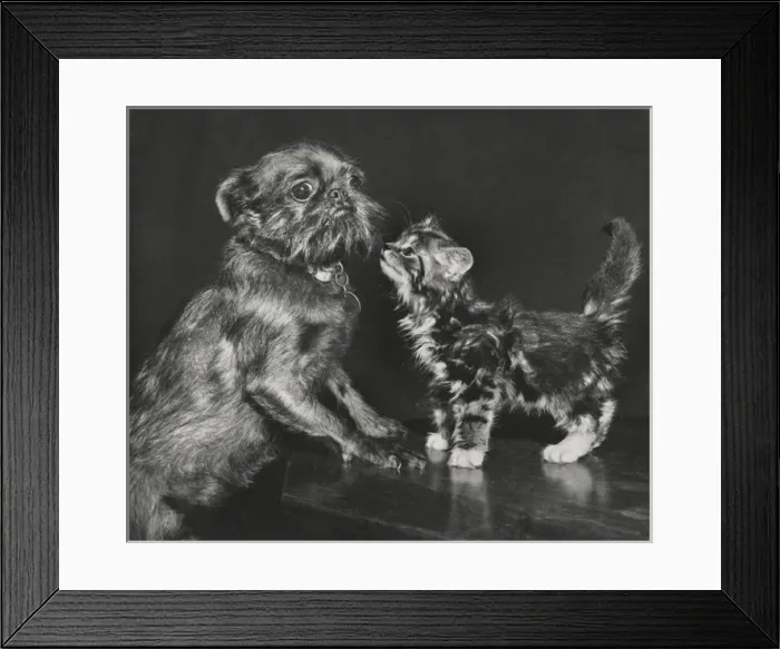 Framed Print : Pekingese dog and tabby kitten Framed Print : Pekingese dog and tabby kitten
