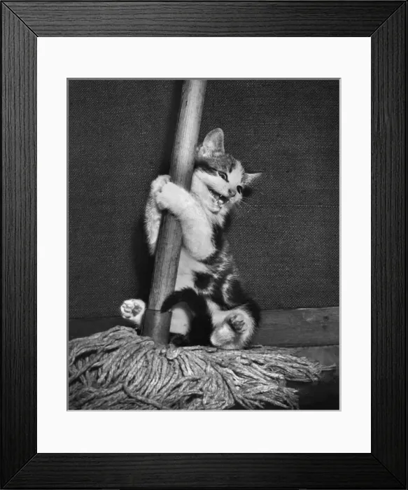 Framed Print : Tabby and white kitten with a mop Framed Print : Tabby and white kitten with a mop