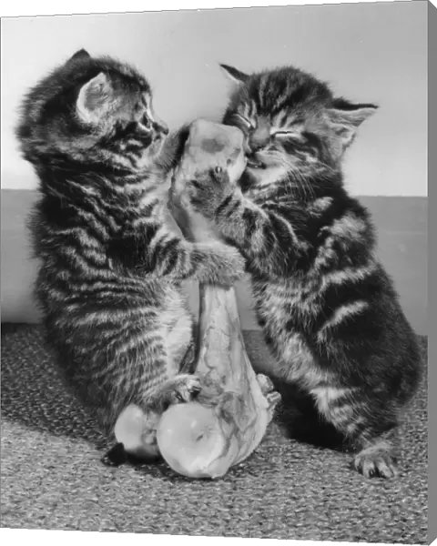 Two tabby kittens with a large bone
