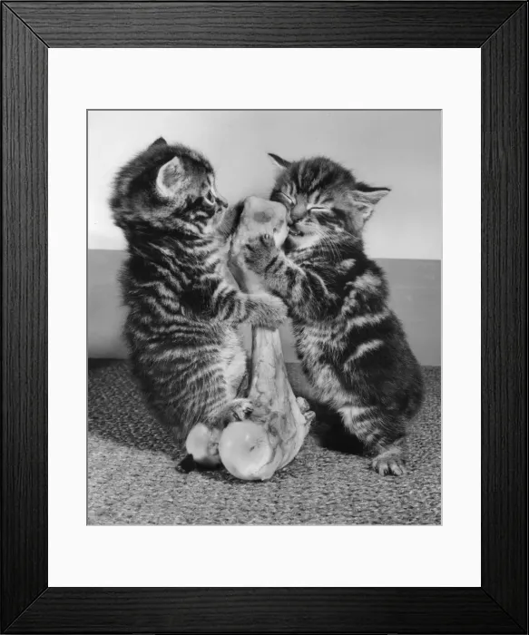 Framed Print : Two tabby kittens with a large bone Framed Print : Two tabby kittens with a large bone