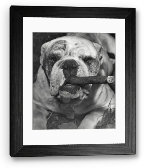 Framed Print : Bulldog with cigar Framed Print : Bulldog with cigar