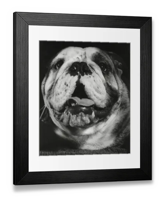 Framed Print : Closeup of a bulldog Framed Print : Closeup of a bulldog