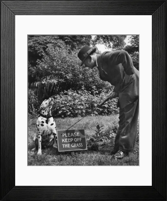 Framed Print : Dalmatian with man and warning sign Framed Print : Dalmatian with man and warning sign