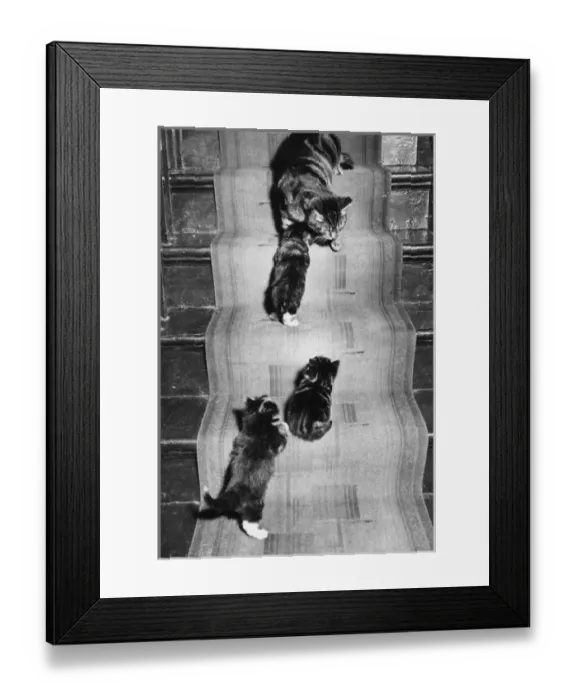 Framed Print : Cat and three kittens on the stairs Framed Print : Cat and three kittens on the stairs