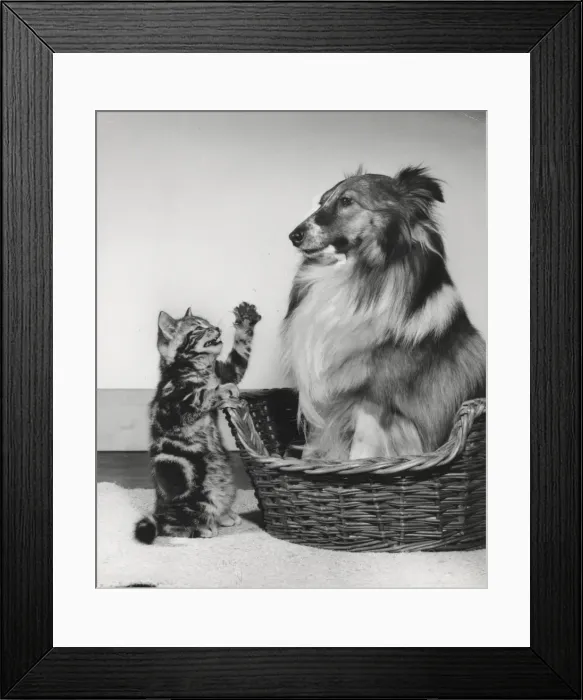 Framed Print : Tabby kitten remonstrates with a Collie dog Framed Print : Tabby kitten remonstrates with a Collie dog