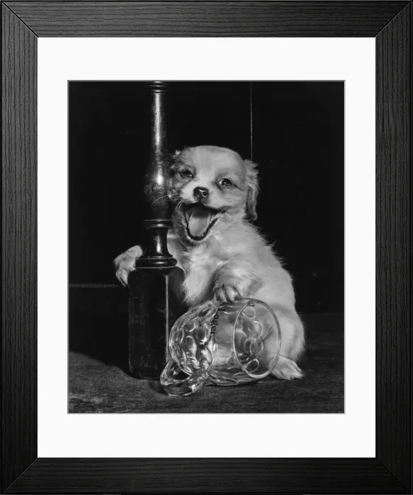 Framed Print : Cavalier King Charles spaniel puppy with beerglass Framed Print : Cavalier King Charles spaniel puppy with beerglass