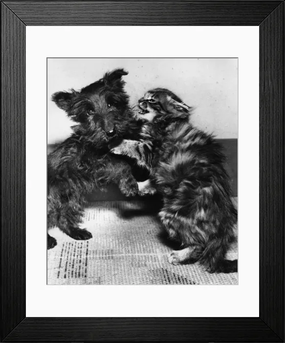 Framed Print : Scots terrier puppy and tabby kitten Framed Print : Scots terrier puppy and tabby kitten