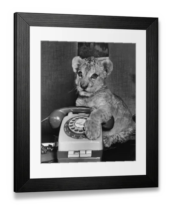 Framed Print : Lion cub with telephone Framed Print : Lion cub with telephone