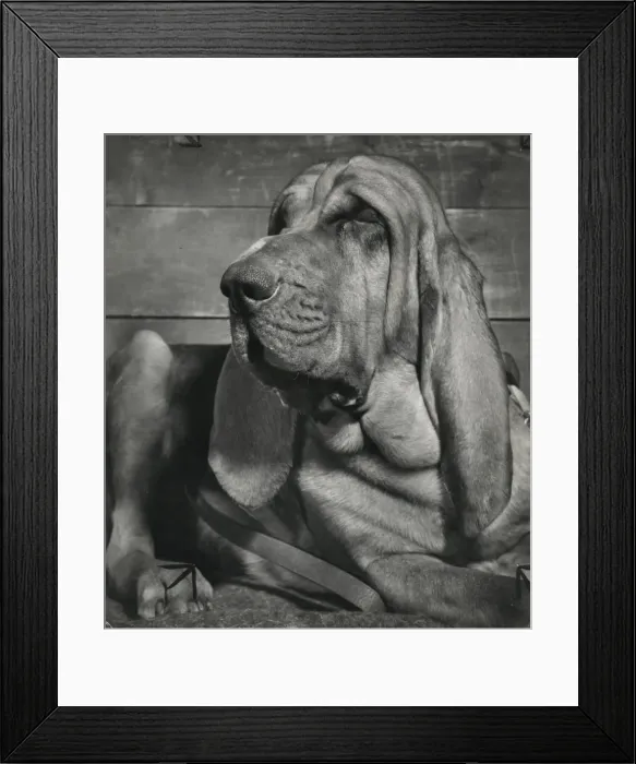 Framed Print : Bloodhound looking sleepy Framed Print : Bloodhound looking sleepy