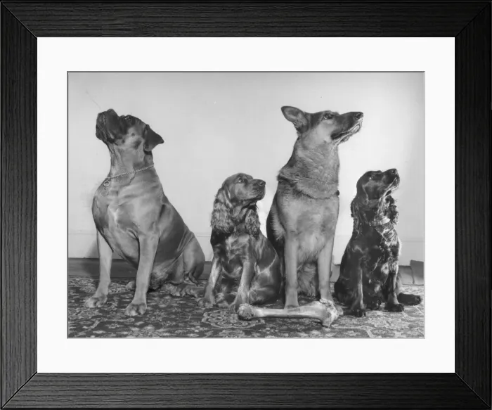 Framed Print : Four dogs looking up Framed Print : Four dogs looking up
