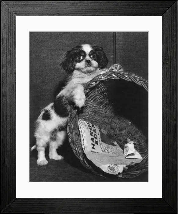 Framed Print : Cavalier King Charles spaniel with wastepaper basket Framed Print : Cavalier King Charles spaniel with wastepaper basket