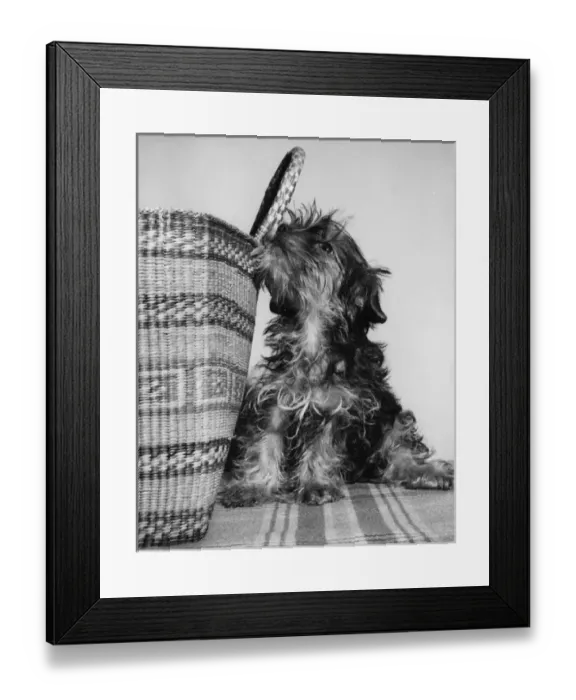 Framed Print : Small terrier dog with shopping basket Framed Print : Small terrier dog with shopping basket
