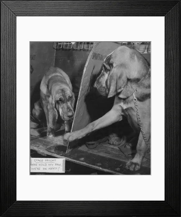 Framed Print : Two bloodhounds at a dog show Framed Print : Two bloodhounds at a dog show