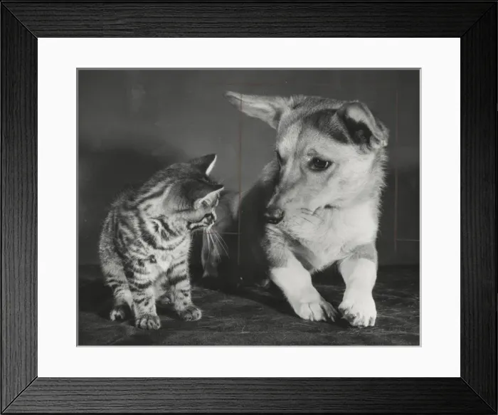 Framed Print : Tabby kitten and a Corgi dog Framed Print : Tabby kitten and a Corgi dog