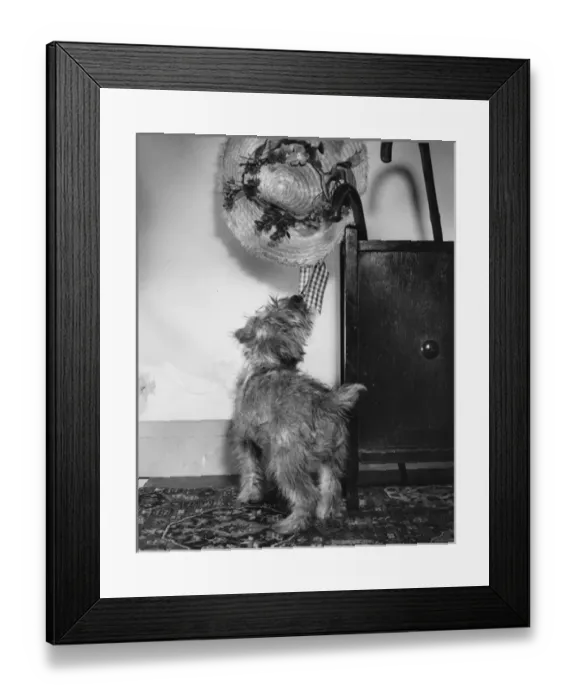 Framed Print : Small dog intrigued by a straw hat Framed Print : Small dog intrigued by a straw hat