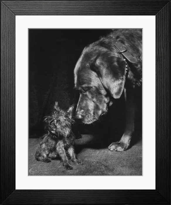 Framed Print : Yorkie and large dog Framed Print : Yorkie and large dog