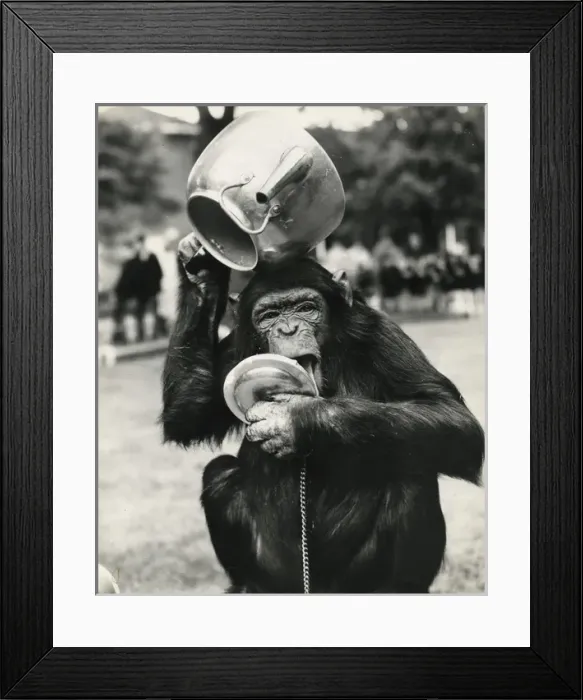 Framed Print : Chimpanzee with metal teapot Framed Print : Chimpanzee with metal teapot