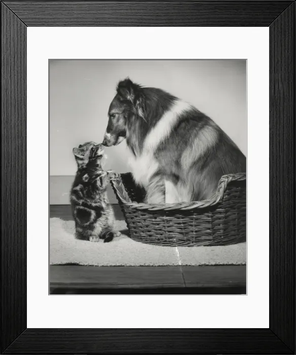 Framed Print : Tabby kitten and Collie dog Framed Print : Tabby kitten and Collie dog