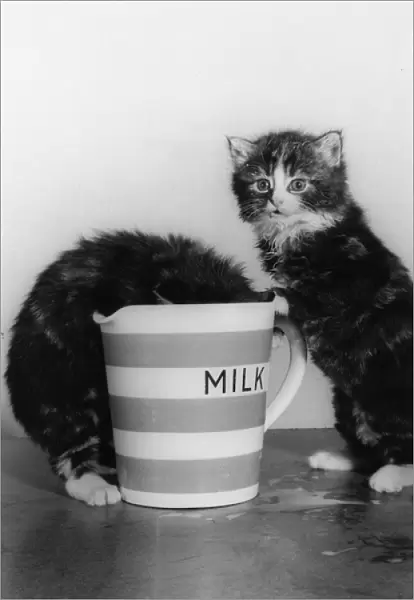 Two tabby kittens with large jug of milk