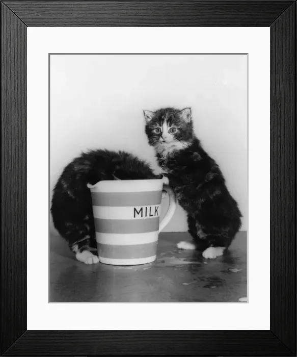 Framed Print : Two tabby kittens with large jug of milk Framed Print : Two tabby kittens with large jug of milk