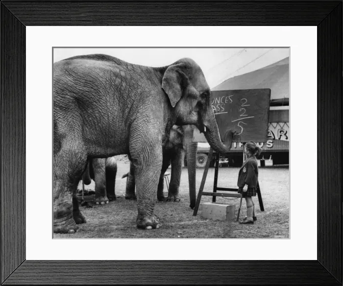 Framed Print : Little girl teaching maths to circus elephants Framed Print : Little girl teaching maths to circus elephants