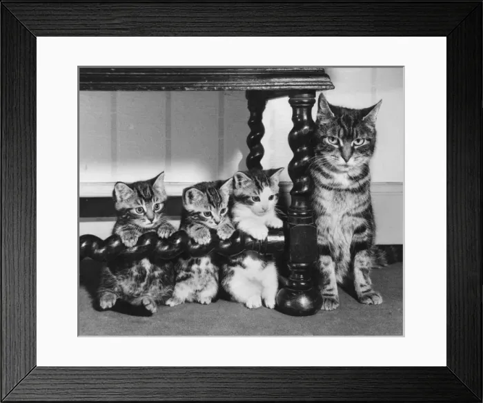 Framed Print : Mother cat and three kittens Framed Print : Mother cat and three kittens