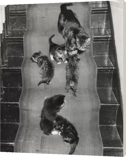 Cat and kittens on the stairs