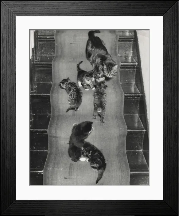 Framed Print : Cat and kittens on the stairs Framed Print : Cat and kittens on the stairs