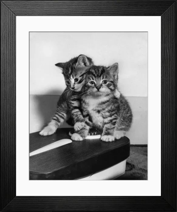 Framed Print : Two tabby kittens on bathroom scales Framed Print : Two tabby kittens on bathroom scales