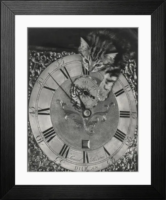 Framed Print : Tabby kitten with grandfather clock Framed Print : Tabby kitten with grandfather clock