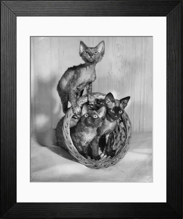 Framed Print : Three Siamese kittens with wastepaper basket Framed Print : Three Siamese kittens with wastepaper basket