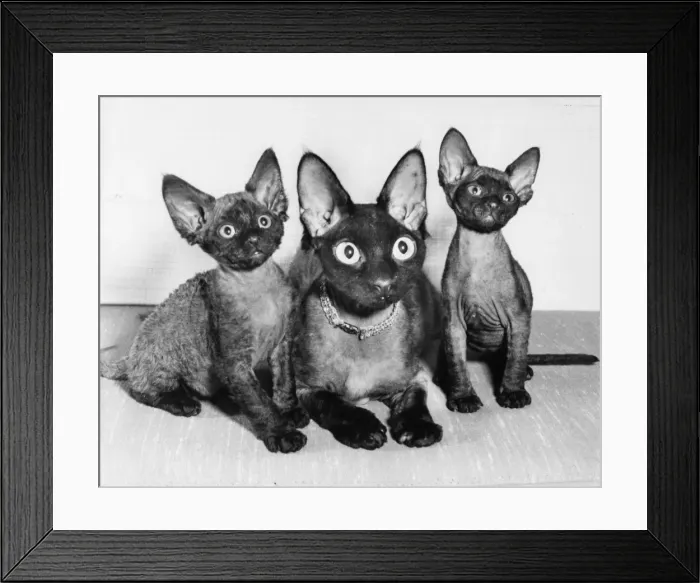 Framed Print : Siamese cat and two kittens Framed Print : Siamese cat and two kittens