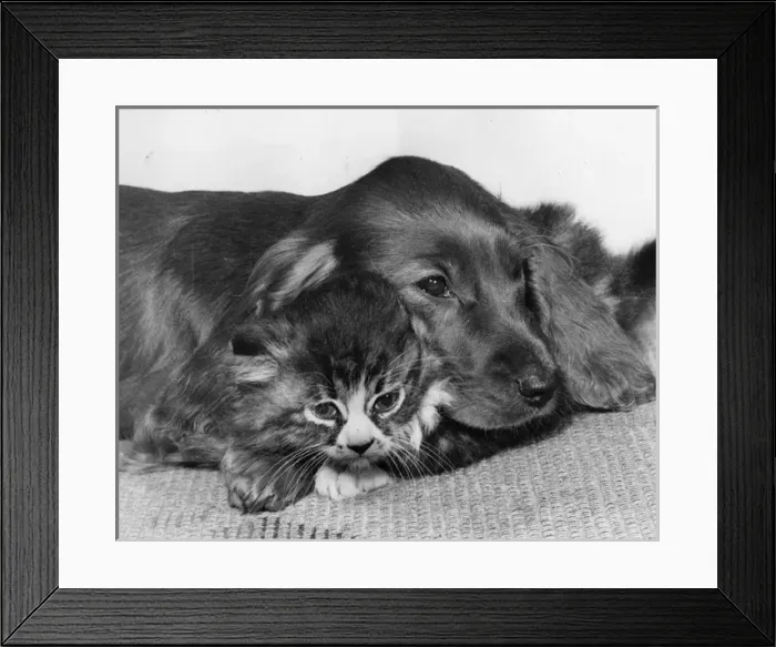 Framed Print : Spaniel and kitten cosying up Framed Print : Spaniel and kitten cosying up
