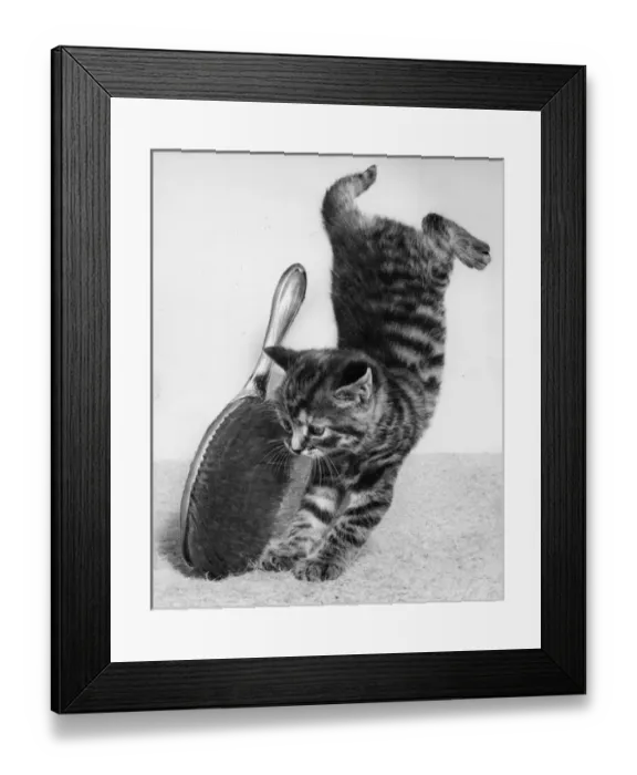 Framed Print : Tabby kitten with hairbrush Framed Print : Tabby kitten with hairbrush