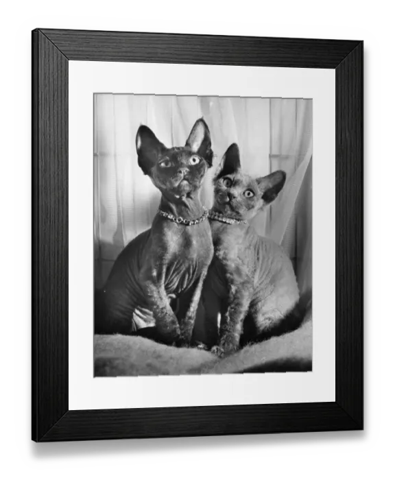 Framed Print : Two Siamese cats Framed Print : Two Siamese cats