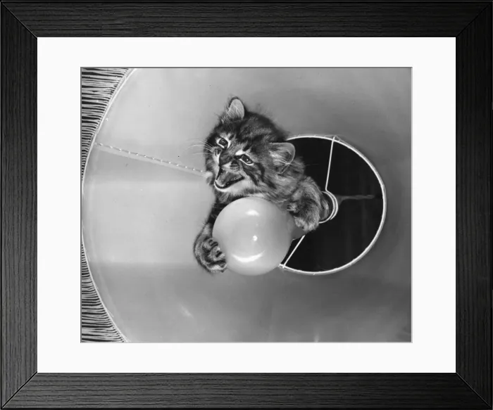 Framed Print : Tabby kitten with light bulb Framed Print : Tabby kitten with light bulb