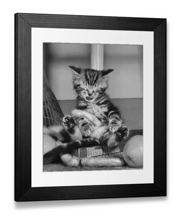 Framed Print : Tabby kitten with food from a shopping bag Framed Print : Tabby kitten with food from a shopping bag