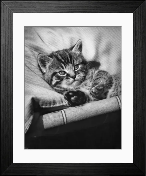 Framed Print : Tabby kitten relaxing on a deckchair Framed Print : Tabby kitten relaxing on a deckchair
