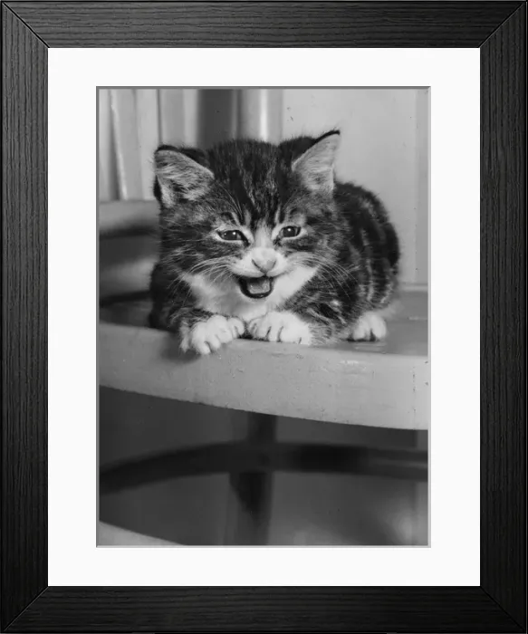 Framed Print : Tabby kitten sitting on a kitchen chair Framed Print : Tabby kitten sitting on a kitchen chair